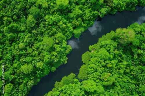 Aerial view of dense green rainforest and river. Lush foliage and serene waterway showcasing the beauty of untouched tropical nature.