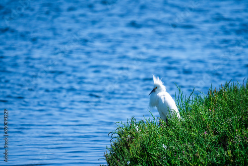 Wallpaper Mural white egret standing  Torontodigital.ca