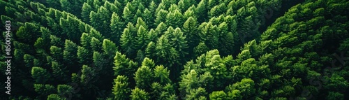 Aerial view of lush, green pine forest with dense foliage in a natural landscape, highlighting the beauty and serenity of nature. photo