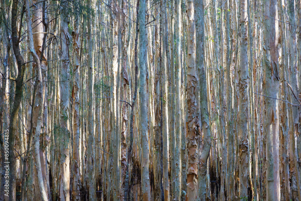 Obraz premium Dense growing paperbark eucalyptus tree forest closeup.
