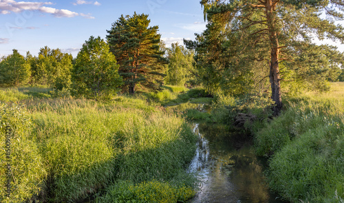 Wallpaper Mural A tranquil stream flows through a verdant summer forest, sunlight dappling the water and surrounding foliage. Torontodigital.ca