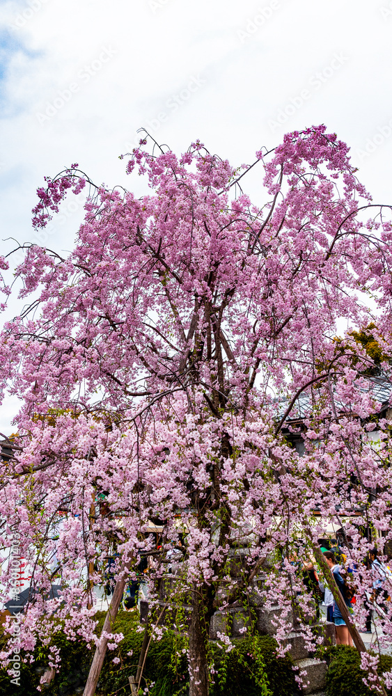 JAPAN, KYOTO – April 2024: sakura, cherry blossom at Fushimiinari Taisha Shrine Temple in Kyoto, Japan JAPAN, KYOTO – April 2024: sakura, cherry blossom at Fushimiinari Taisha Shrine Temple in Kyoto, Japan