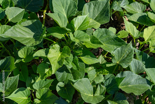 The sweet potato (Ipomoea batatas) is a dicotyledonous plant that belongs to the bindweed or morning glory family, Convolvulaceae.  Honolulu Oahu Hawaii plants photo