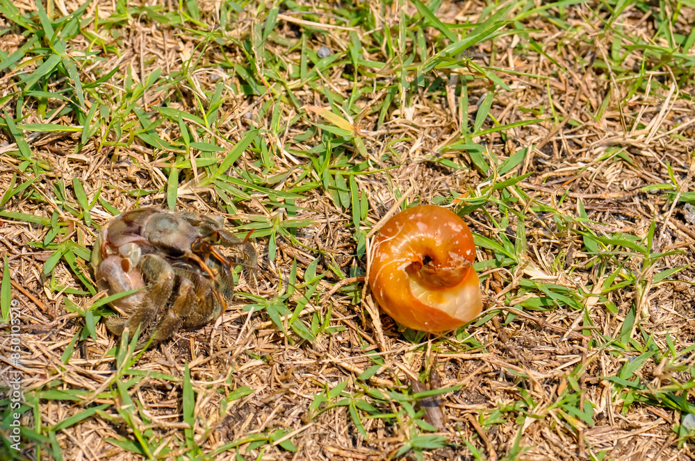 The hermit crab has come out of its shell The hermit crab has come out of its shell