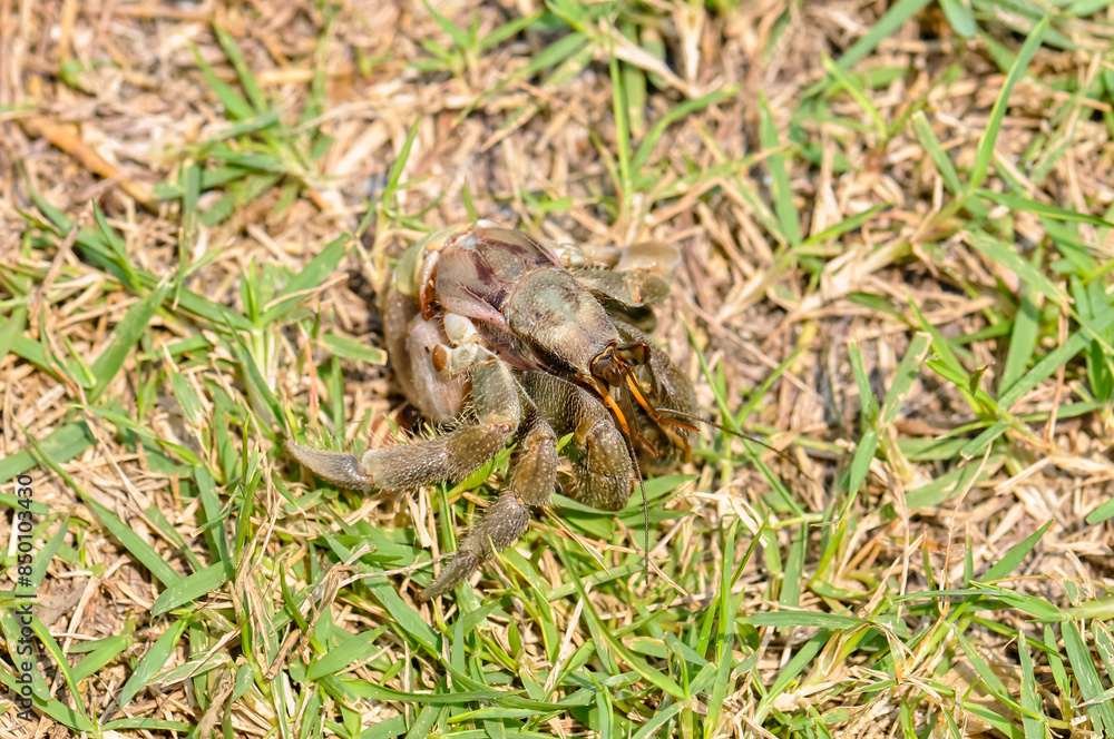 Fototapeta premium The hermit crab has come out of its shell