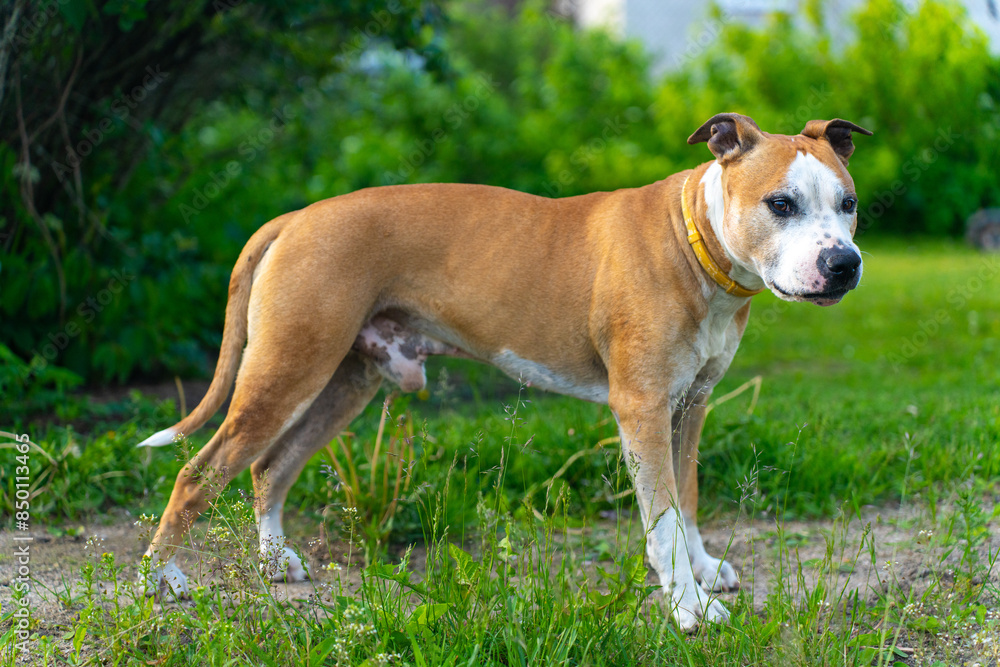 Strong and Alert American Staffordshire Terrier with Yellow Collar in Nature. Handsome Brown and White Dog Standing on Green Grass Strong and Alert American Staffordshire Terrier with Yellow Collar in Nature. Handsome Brown and White Dog Standing on Green Grass