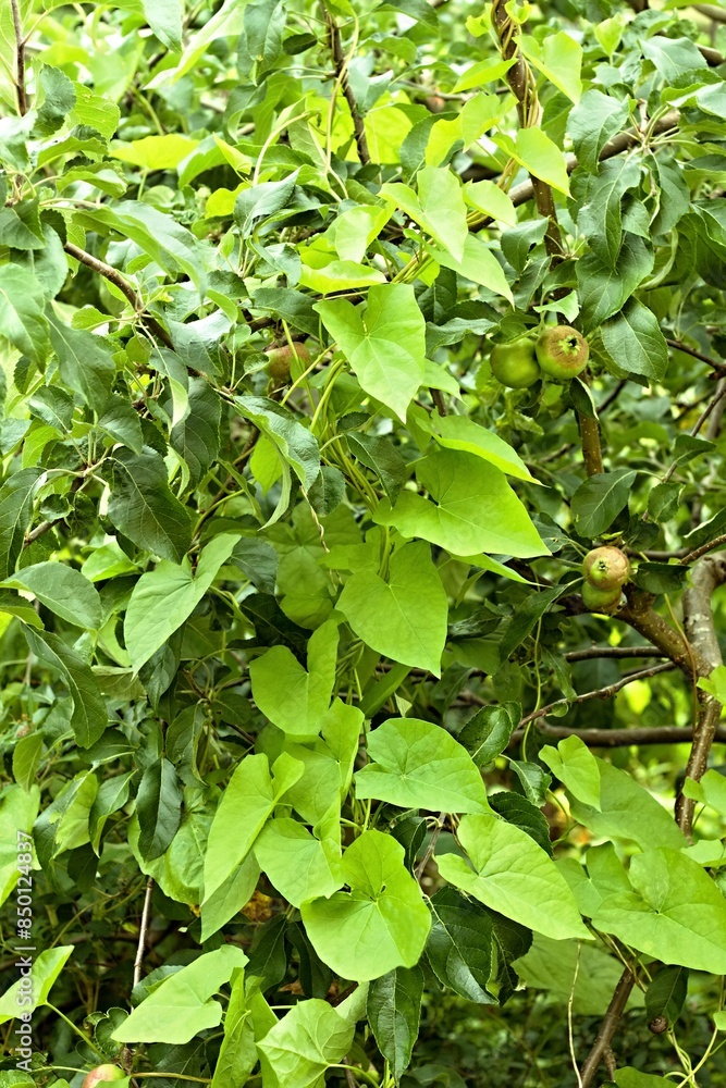 Field bindweed, lat. Convolvulus arvensis climbing up the apple tree. A stubborn weed crawling up the apple tree in the garden. Field bindweed, lat. Convolvulus arvensis climbing up the apple tree. A stubborn weed crawling up the apple tree in the garden.