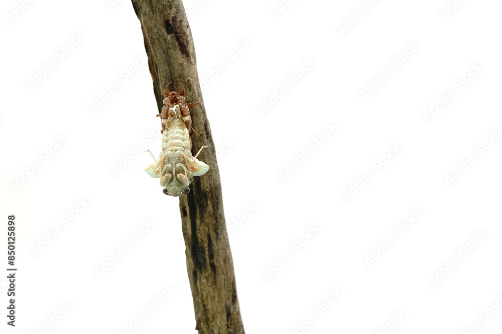 Fototapeta premium Cicadidae on a white background.