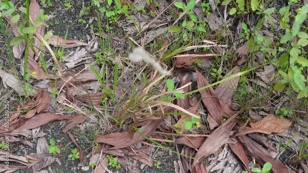 Weeds blown by the wind that grow along the side of the road Weeds blown by the wind that grow along the side of the road