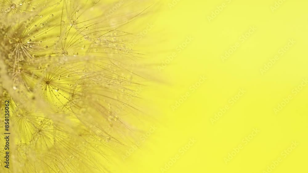 dandelion closeup dandelion closeup