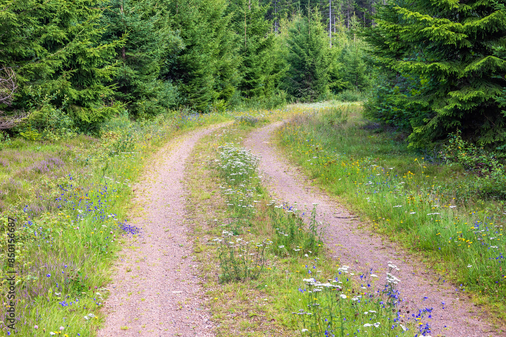 Forest road with flowering wildflowers in the summer Forest road with flowering wildflowers in the summer