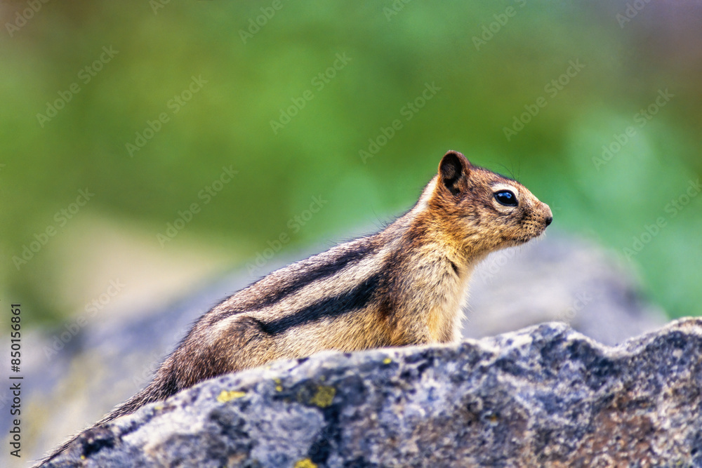 Golden mantled ground squirrel on a rock in the wilderness Golden mantled ground squirrel on a rock in the wilderness