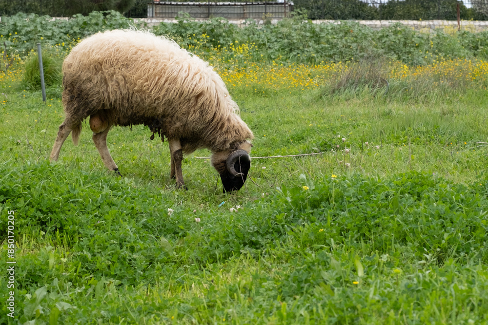 View of white sheep grazing on the green field View of white sheep grazing on the green field