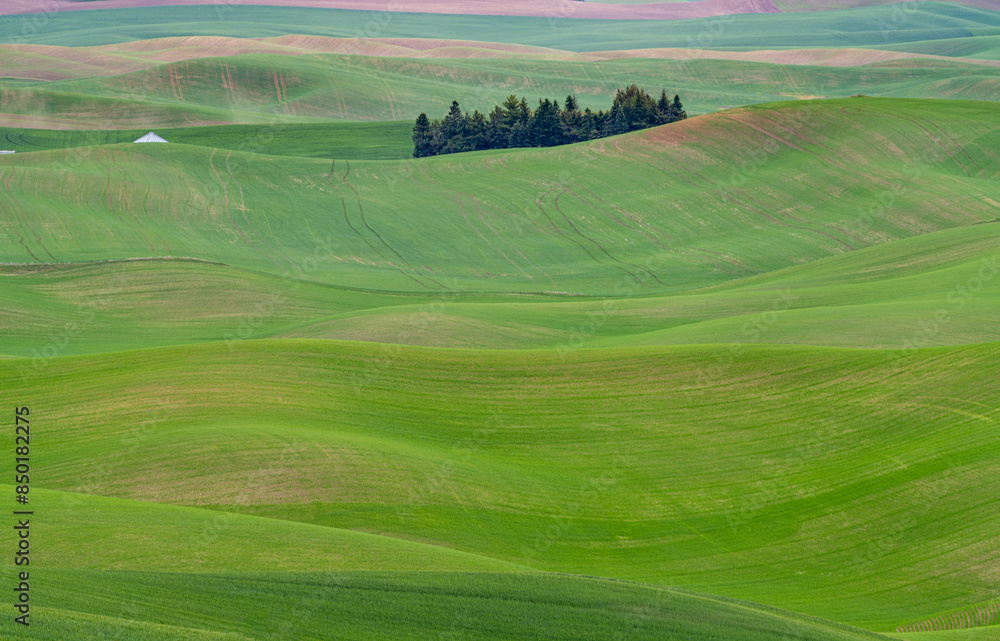 Naklejka premium Green wheat field on the rolling hills