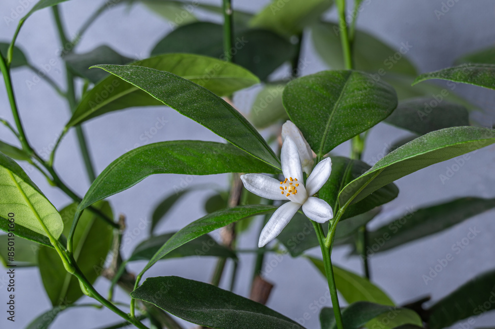Flower of tangerine tree on a green background. Copy space. Flower of tangerine tree on a green background. Copy space.