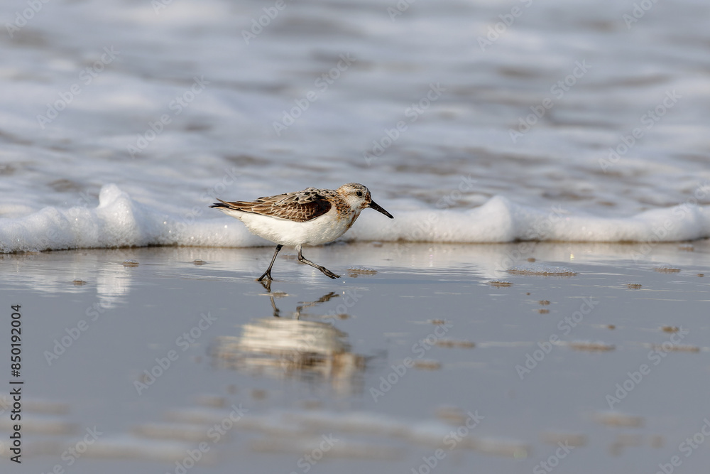 Sanderling (Calidris alba) fsearching for food on the beach on the East Frisian Island Juist, Germany. Sanderling (Calidris alba) fsearching for food on the beach on the East Frisian Island Juist, Germany.
