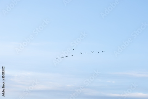 Wallpaper Mural Beautiful adult common cranes flying in the morning sky during summer end. Rural scenery of Latvia, Northern Europe. Torontodigital.ca