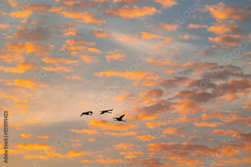 Beautiful adult common cranes flying in the morning sky during summer end. Rural scenery of Latvia, Northern Europe.