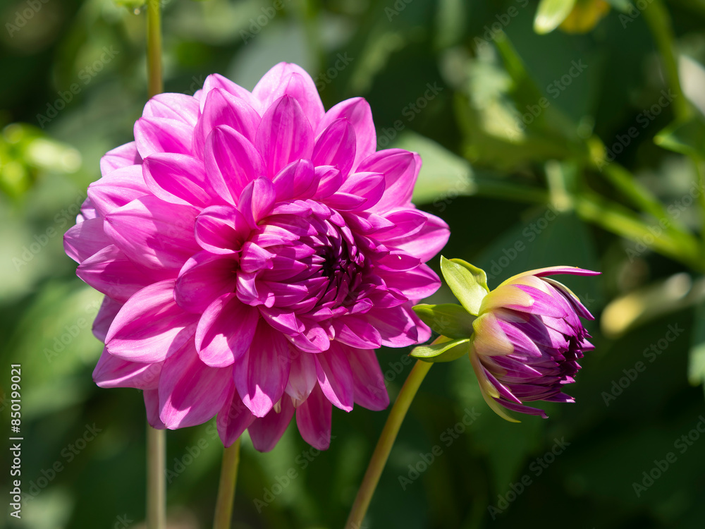 植物園に咲いた鮮やかなダリアの花 植物園に咲いた鮮やかなダリアの花