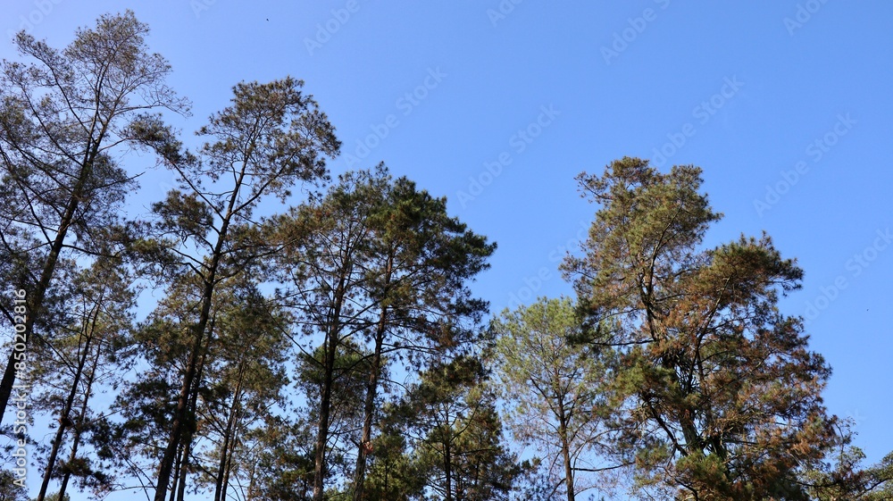 Obraz premium A pine is any conifer tree or shrub in the genus Pinus of the family Pinaceae. Pinus is the sole genus in the subfamily Pinoideae.
