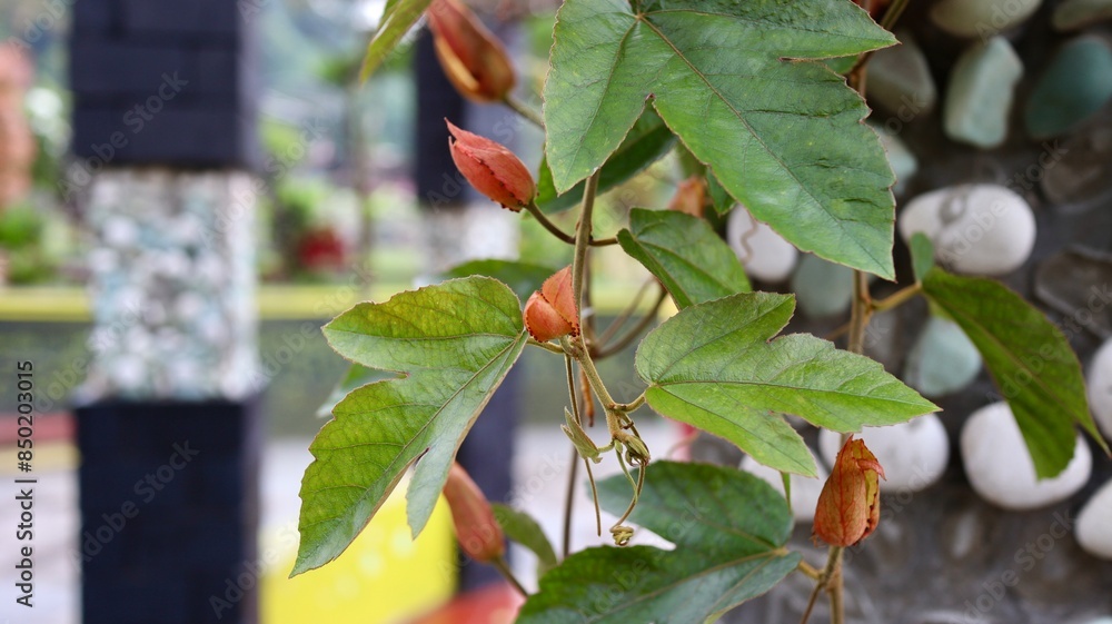 Fototapeta premium Passiflora vitifolia, the perfumed passionflower is a species of Passiflora, native to southern Central America.