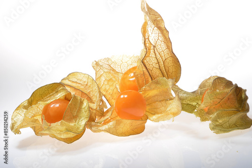 Kapstachelbeere,  Physalis peruviana photo