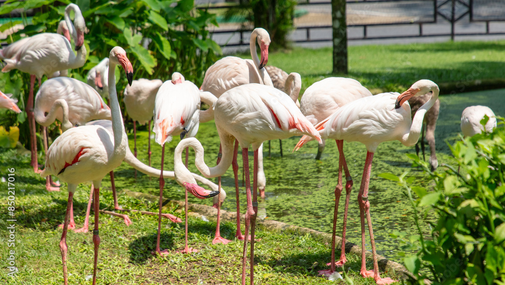 Pink flamingo birds in the park Pink flamingo birds in the park