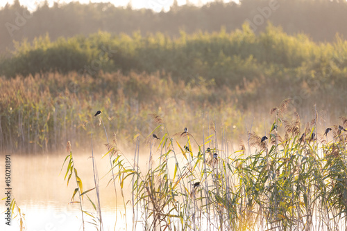 Beautiful barn swallow flock resting in the reeds at the pond during misty sunrise in summer. Natural scenery of Latvia, Northern Europe.