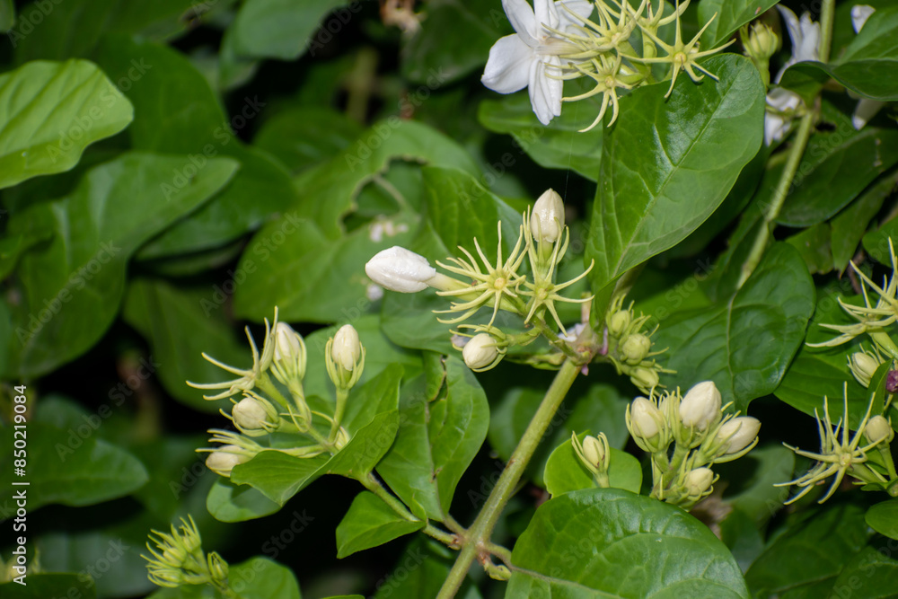 jasmine tea flower, arabian jasmine, jasminum sambac in garden jasmine tea flower, arabian jasmine, jasminum sambac in garden