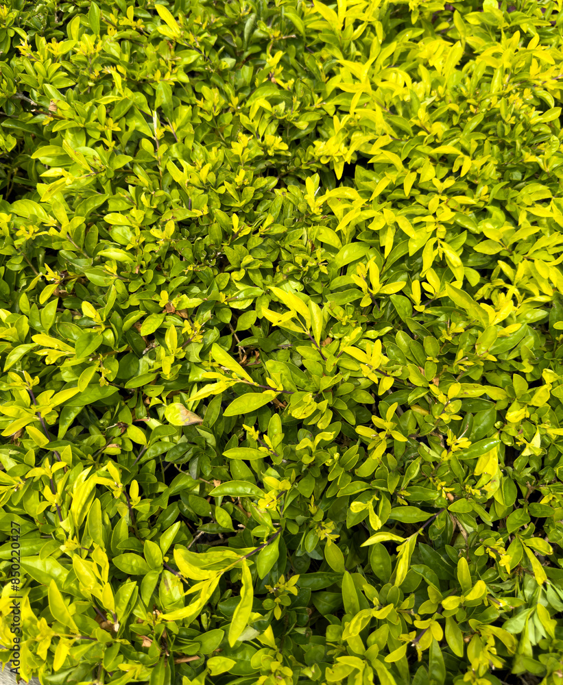 Fototapeta premium Green leaves on bushes as an abstract background. Texture