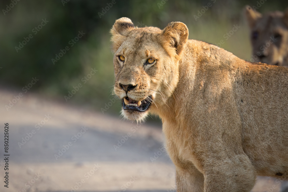 A young lioness fully alert and standing on a dirt road as it stares intently over its shoulder at the photographer in a game reserve in South Africa. A young lioness fully alert and standing on a dirt road as it stares intently over its shoulder at the photographer in a game reserve in South Africa.