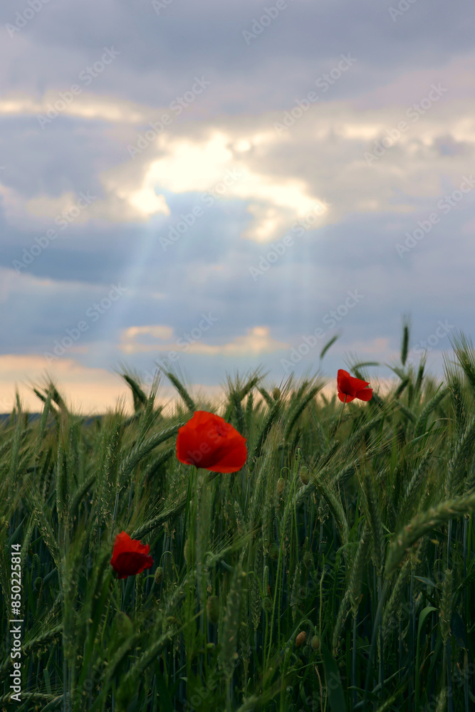 Weizenfeld mit r roten Mohnblumen in der Dämmerung bei Heidenburg im Landkreis Bernkastel-Wittlich, am Wanderweg Saar-Hunsrück Traumschleife Arten-Reich. Weizenfeld mit r roten Mohnblumen in der Dämmerung bei Heidenburg im Landkreis Bernkastel-Wittlich, am Wanderweg Saar-Hunsrück Traumschleife Arten-Reich.