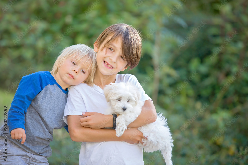Child, cute boy, playing with dog pet in the park, maltese dog and kid enjoying friendship Child, cute boy, playing with dog pet in the park, maltese dog and kid enjoying friendship