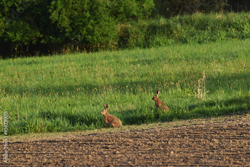 Feldhase, Lepus europaeus photo