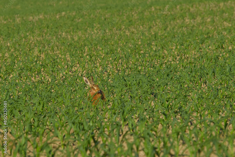 Feldhase, Lepus europaeus Feldhase, Lepus europaeus