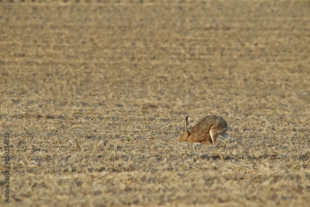 Feldhase, Lepus europaeus Feldhase, Lepus europaeus