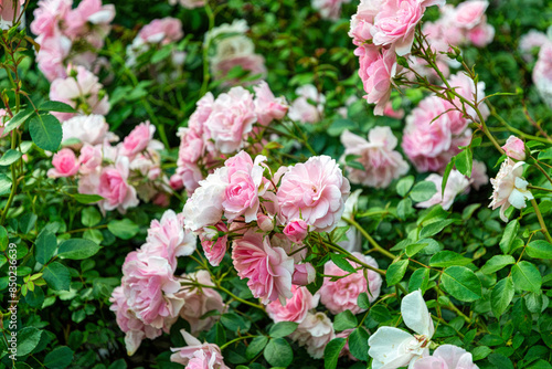 Fototapeta Naklejka Na Ścianę i Meble -  Beautiful English blooming rose garden