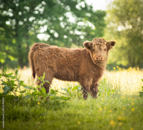 Small cow in a field