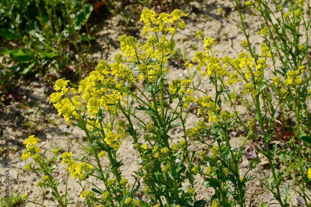 Barbarakraut, Gewöhnliches Echtes, Barbarea vulgaris Barbarakraut, Gewöhnliches Echtes, Barbarea vulgaris