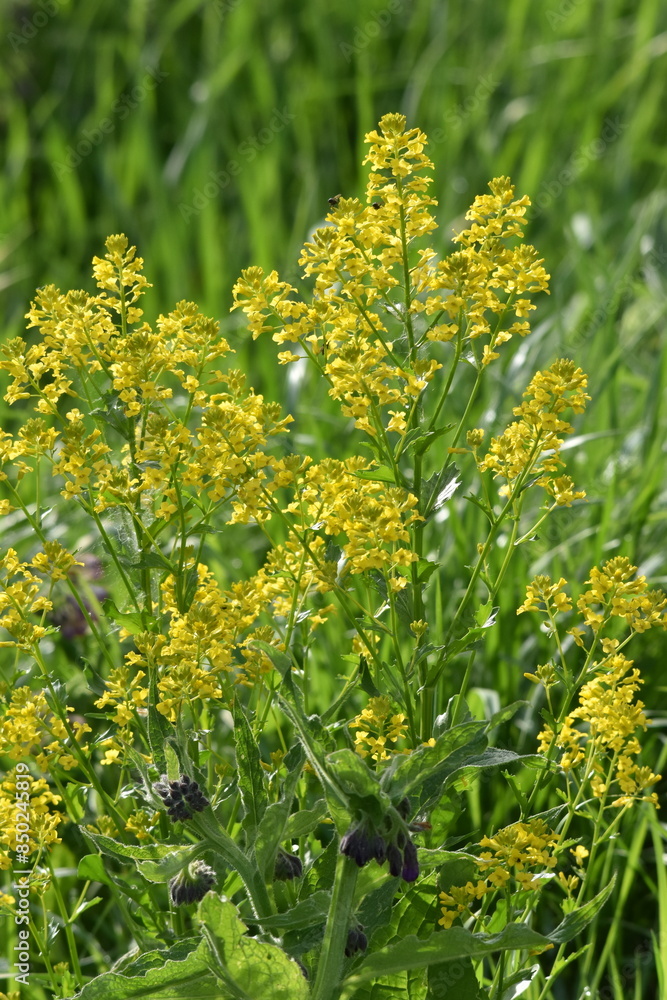 Obraz premium Barbarakraut, Gewöhnliches Echtes, Barbarea vulgaris