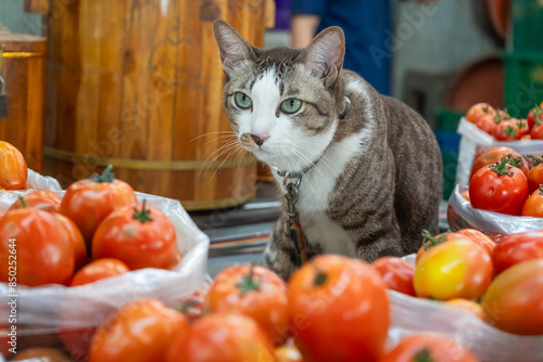 Cat, the owner of the tomato shop