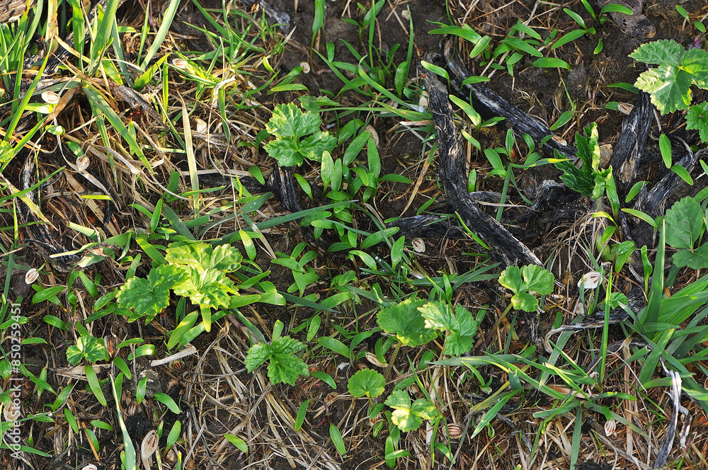 Bärenklau, Riesenbärenklau, Herkulesstaude, Heracleum mantegazzianum Bärenklau, Riesenbärenklau, Herkulesstaude, Heracleum mantegazzianum