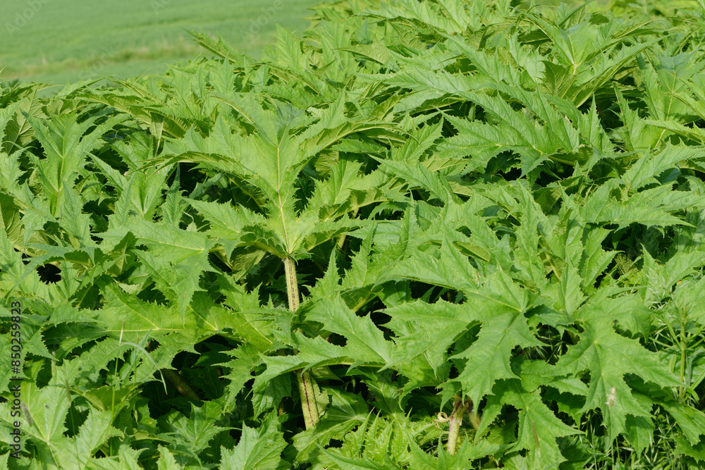 Bärenklau, Riesenbärenklau, Herkulesstaude, Heracleum mantegazzianum Bärenklau, Riesenbärenklau, Herkulesstaude, Heracleum mantegazzianum
