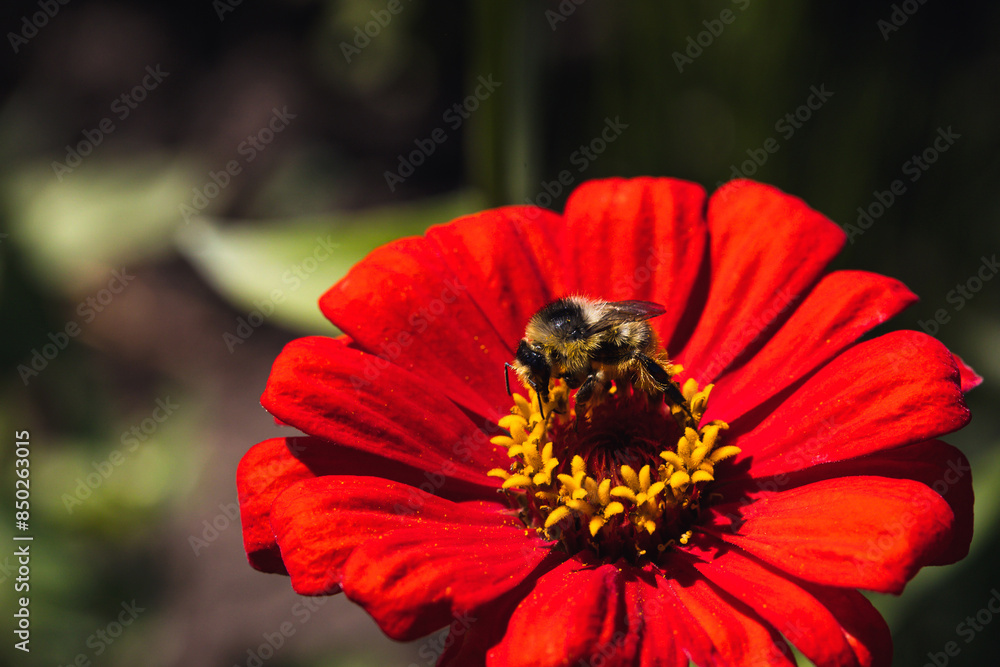 bumblebee pollinates a red flower.Macro insect bumblebee pollinates a red flower.Macro insect