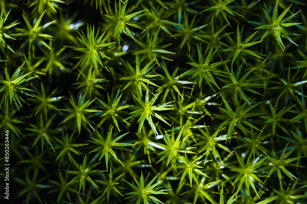 closeup of a bright green colored moss growing on a forest ground/humidity and moist in the wood/pattern, structures and textures in the nature