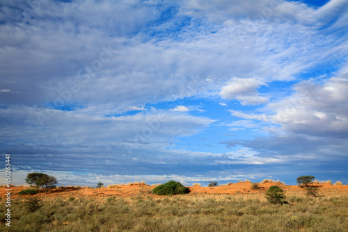 Kgalagadi Transfrontier Park one of the great parks of South Africa wildlife and hospitality in the Kalahari desert