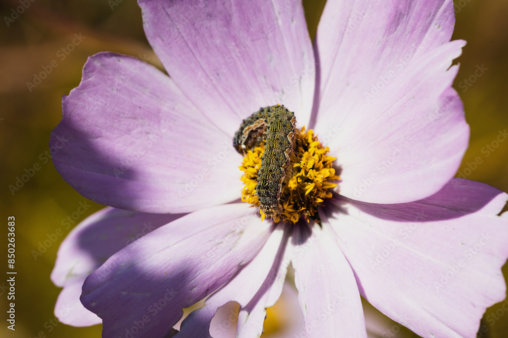 Сaterpillar on pale pink cosmos flower,close up. Сaterpillar on pale pink cosmos flower,close up.