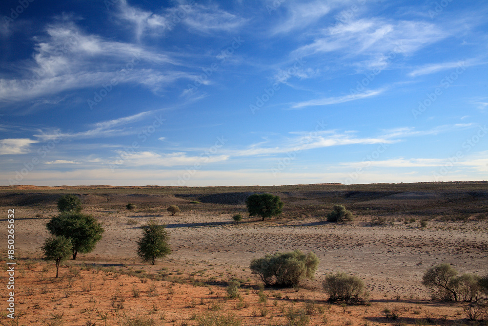 Naklejka premium Kgalagadi Transfrontier Park one of the great parks of South Africa wildlife and hospitality in the Kalahari desert