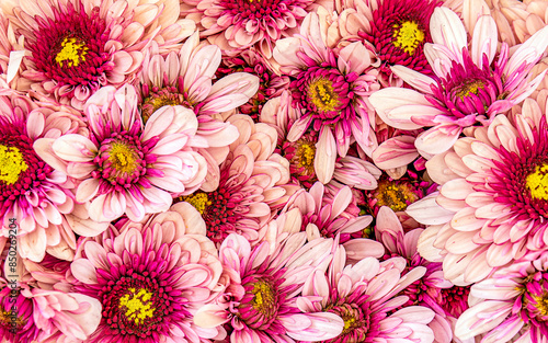 Vibrant purple and pink chrysanthemums flowers bouquet top view closeup. Natural, colorful pattern.