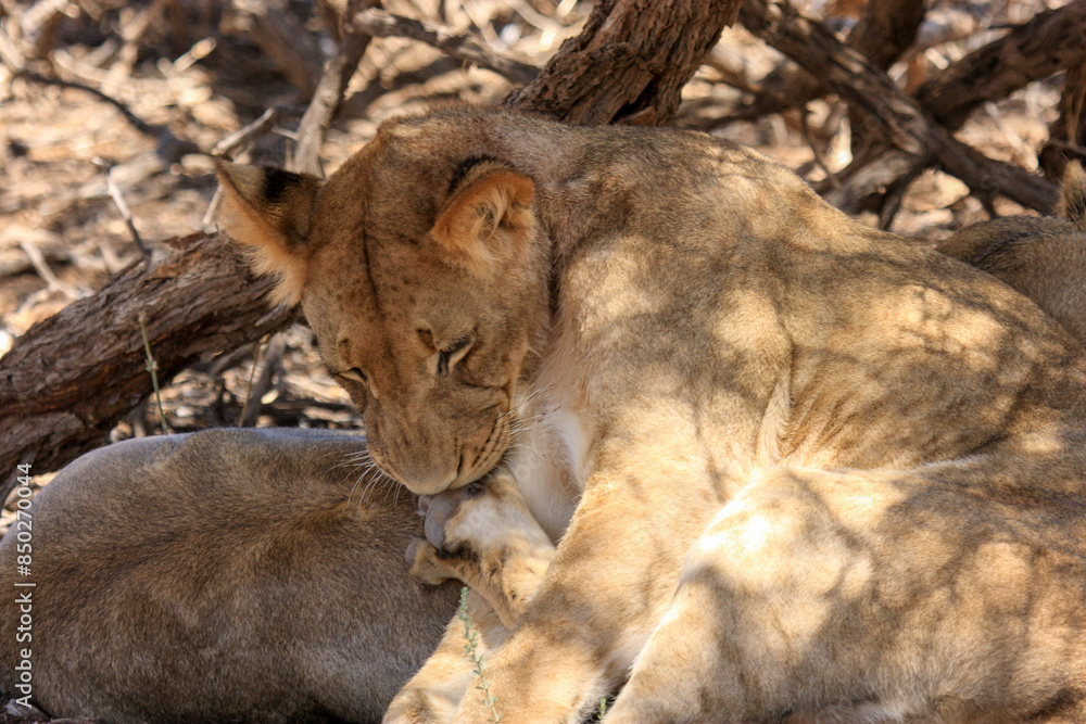 Fototapeta premium Kgalagadi Transfrontier Park one of the great parks of South Africa wildlife and hospitality in the Kalahari desert